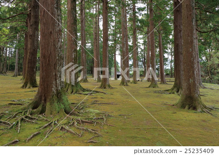 Nuno cedar tree row Nuno cedar tree row 25235409