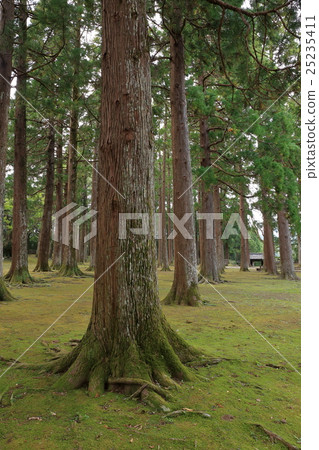 Nuno cedar tree row Nuno cedar tree row 25235411