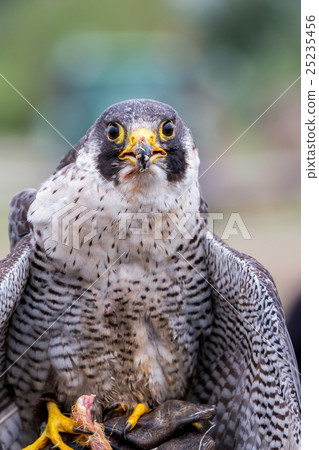 Peregrine Falcon (Falco peregrinus) Peregrine Falcon (Falco peregrinus) 25235456