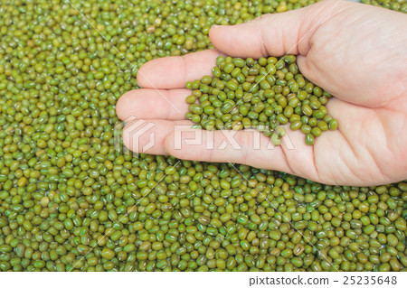 Mung bean seeds. 25235648