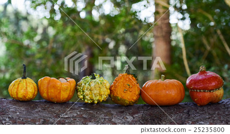 pumpkins on a tree pumpkins on a tree 25235800