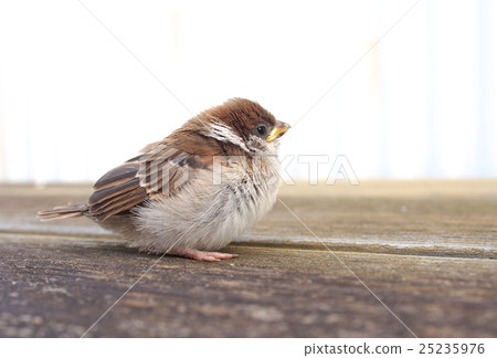 側向兒童麻雀 25235976