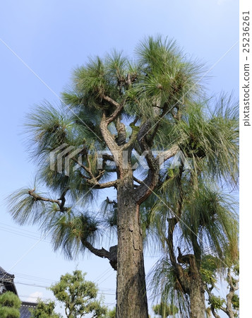 Great King Pine 25236261