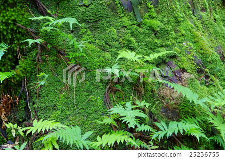 蕨類 蕨類 25236755