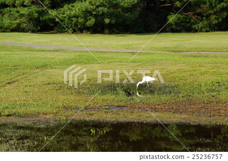 楚兔 楚兔 25236757