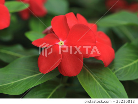 Nichinichimo“雷霆紅” 25236818