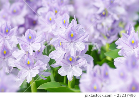 Water hyacinth 25237496