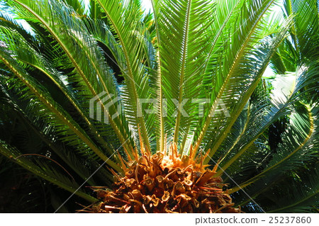 Cycadism tree 25237860