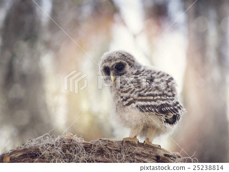 Barred Owlet on a Branch Barred Owlet on a Branch 25238814