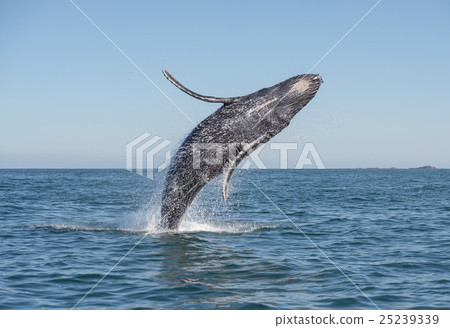 Whale having fun. Whale having fun. 25239339