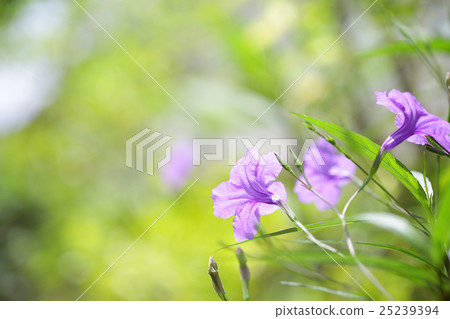 Ruellia tuberosa flower 25239394
