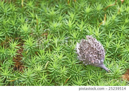 Eggshell beechnuts Eggshell beechnuts 25239514