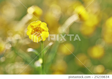 Buttercup Buttercup 25239634