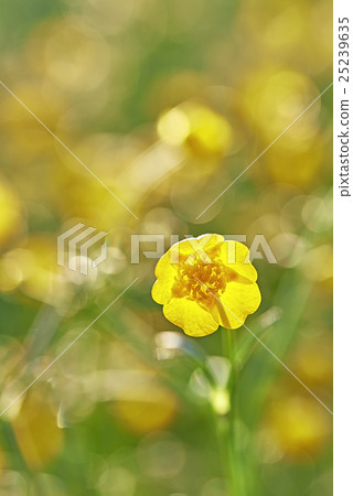 Buttercup 25239635
