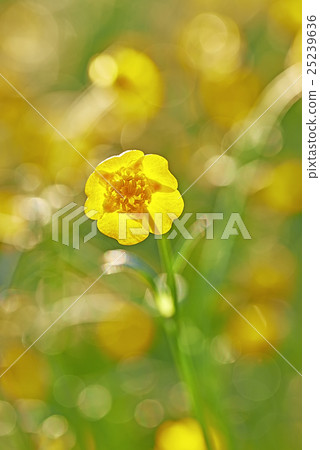 Buttercup Buttercup 25239636