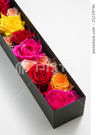 Rose gift box 25239796