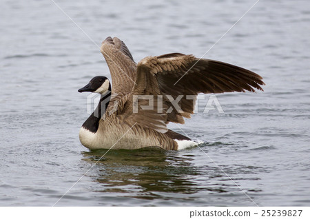 Beautiful picture with a Canada goose in the lake Beautiful picture with a Canada goose in the lake 25239827