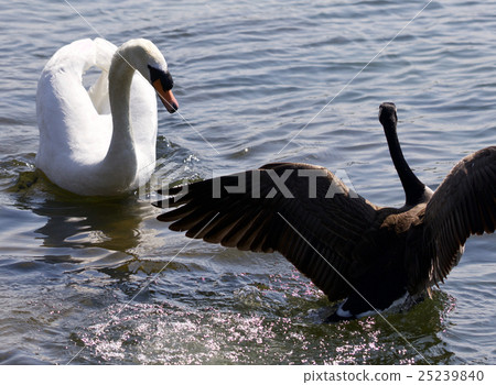 Beautiful isolated image of Canada goose defending Beautiful isolated image of Canada goose defending 25239840