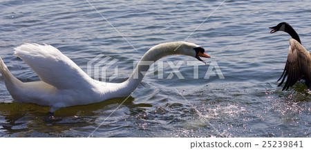 Amazing isolated photo of a swan attacking a goose Amazing isolated photo of a swan attacking a goose 25239841