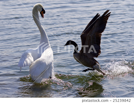 Amazing photo of epic fight between goose and swan Amazing photo of epic fight between goose and swan 25239842