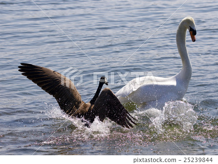 Amazing photo of small Canada goose attacking swan Amazing photo of small Canada goose attacking swan 25239844