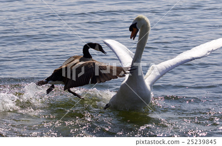 Fantastic moment with Canada goose attacking swan Fantastic moment with Canada goose attacking swan 25239845