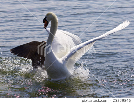 Photo of the fight between Canada goose and swan Photo of the fight between Canada goose and swan 25239846