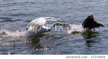 Amazing photo of angry swan attacking Canada goose Amazing photo of angry swan attacking Canada goose 25239848