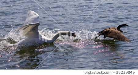 Amazing picture with angry swan attacking goose Amazing picture with angry swan attacking goose 25239849
