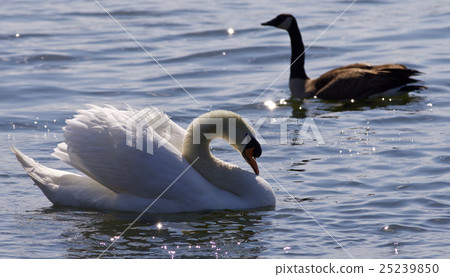 Beautiful photo of contest between swan and goose Beautiful photo of contest between swan and goose 25239850