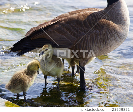 Beautiful photo of chicks of Canada goose Beautiful photo of chicks of Canada goose 25239851