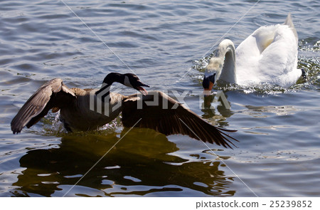 Amazing isolated photo of a Canada goose running Amazing isolated photo of a Canada goose running 25239852