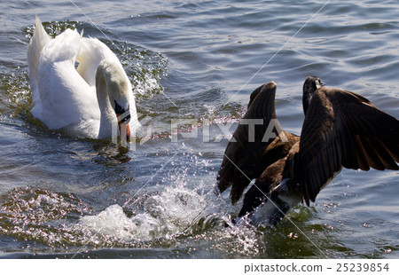 Picture of the swan chasing a Canada goose Picture of the swan chasing a Canada goose 25239854