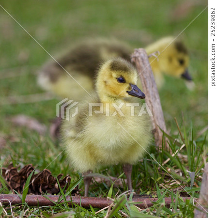 Beautiful picture with a chick of Canada geese 25239862