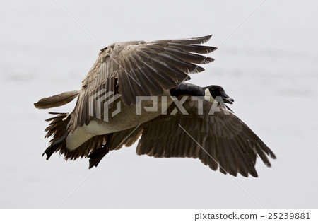 Beautiful isolated picture of flying Canada goose 25239881