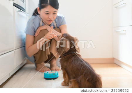 dog, dogs, female 25239962