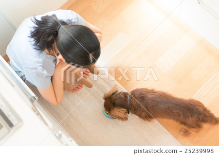 dog, dogs, female 25239998