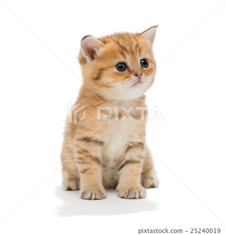 Little kitten breed British 25240019