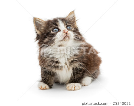 Little fluffy kitten Little fluffy kitten 25240031