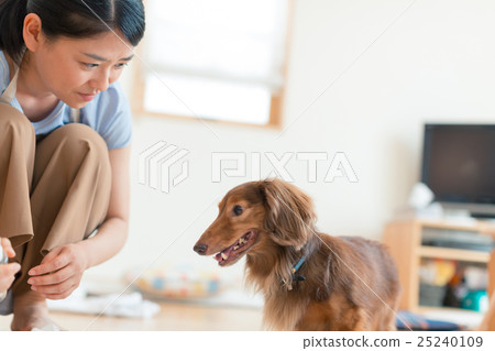 dog, dogs, training 25240109