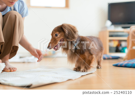 dog, dogs, Wee 25240110