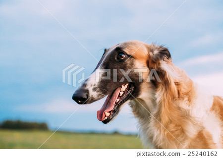 Close Up Russian Dog, Borzoi in Summer Meadow Or 25240162