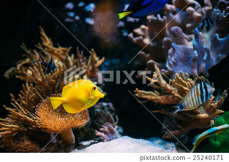 Pomacanthus navarchus blue angel sea fish in 25240171