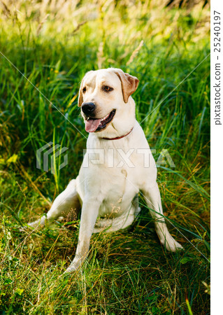 White Labrador Retriever Dog Sitting In Green White Labrador Retriever Dog Sitting In Green 25240197