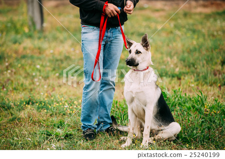Young East European Shepherd Dog Sitting At Feet Young East European Shepherd Dog Sitting At Feet 25240199