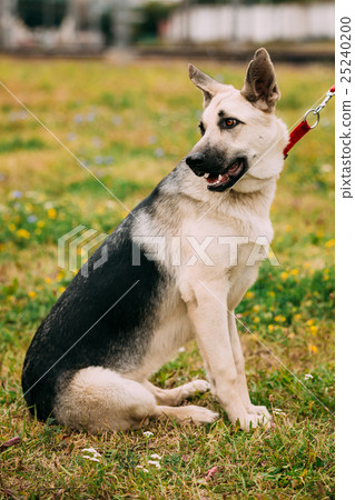 Young East European Shepherd Dog Sitting In Green Young East European Shepherd Dog Sitting In Green 25240200
