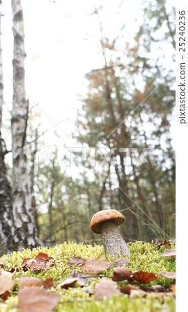 mushroom Leccinum vertical 25240236