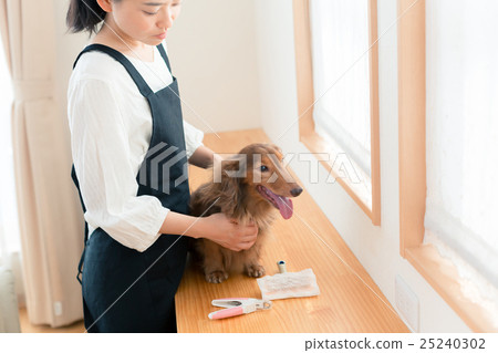 dog, dogs, grooming 25240302