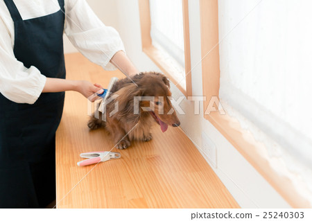 dog, dogs, grooming 25240303