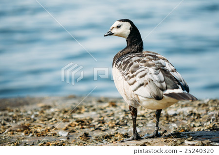 Close Barnacle Goose, Branta Leucopsis Wild Sea 25240320